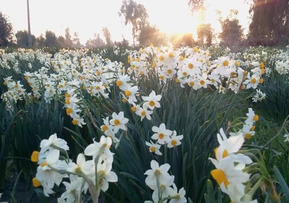 نرگس زار بهبهان