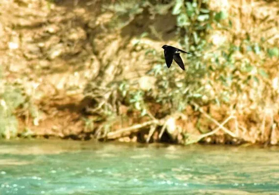 پارک جنگلی خارستان بهبهان