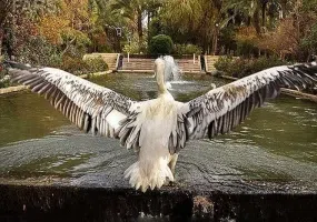 باغ گلشن طبس