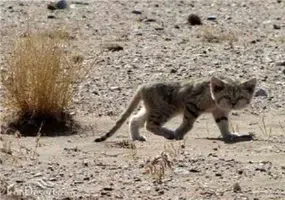 منطقه حفاظت شده افتخاری