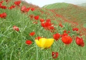 دشت لاله گون سرخس