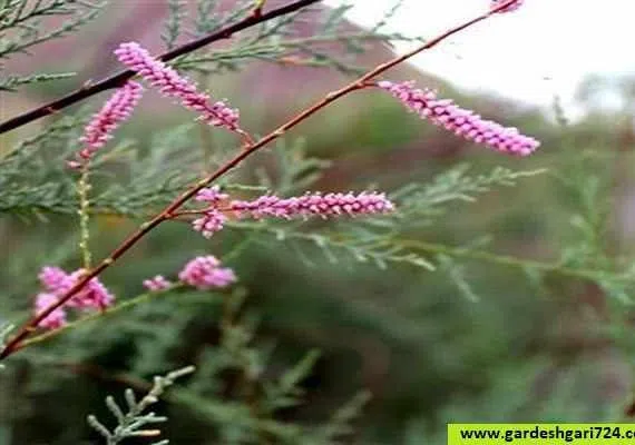 رودخانه کاسکک تربت حیدریه