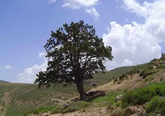 منطقه حفاظت شده حیدری