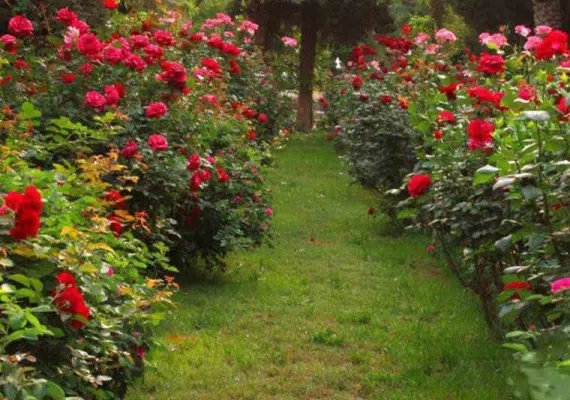 باغ گلشن طبس