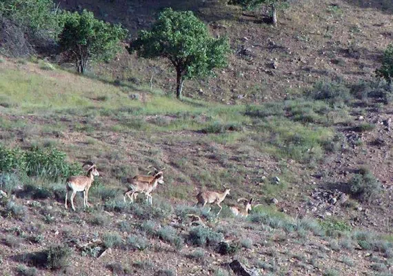 منطقه حفاظت شده هنگام گناباد