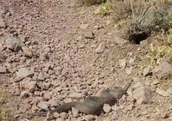 منطقه شکار ممنوع کلیلاق