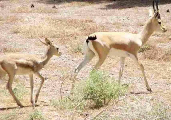 پارک ملی بجستان