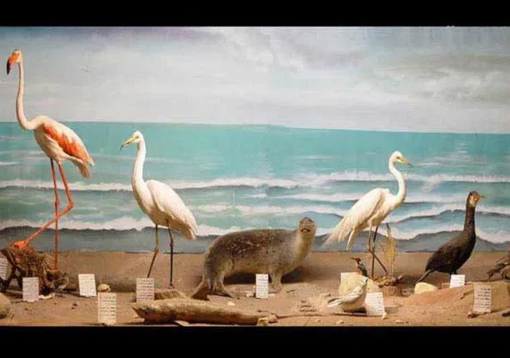 موزه تاریخ طبیعی نیشابور