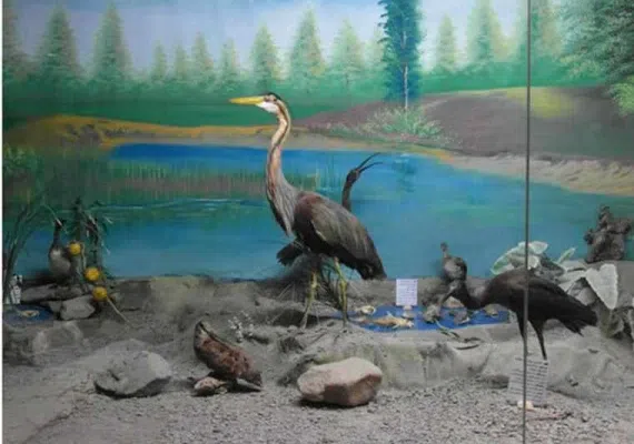 موزه تاریخ طبیعی نیشابور