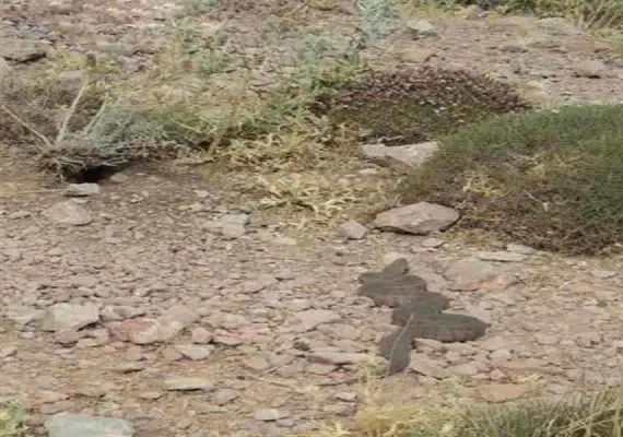 منطقه شکار ممنوع کلیلاق