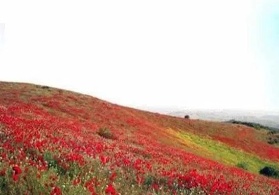 سیاه کوه هلالی