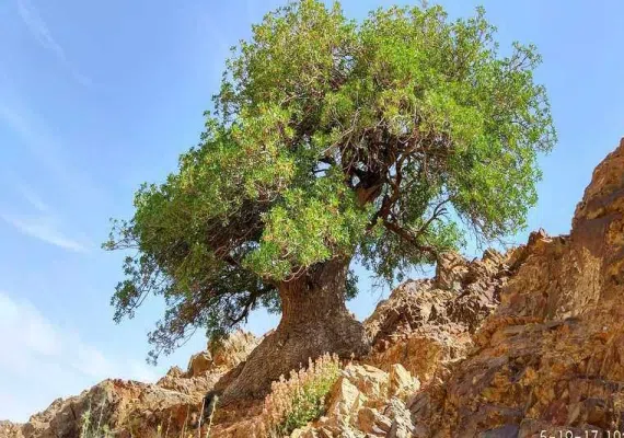 درخت کهنسال بنه بلنجیر