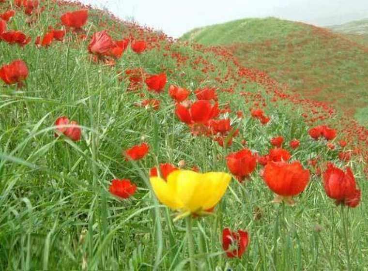 دشت لاله گون سرخس