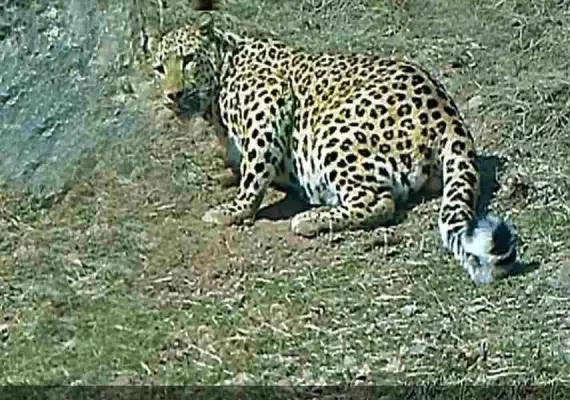 منطقه حفاظت شده ارس سیستان