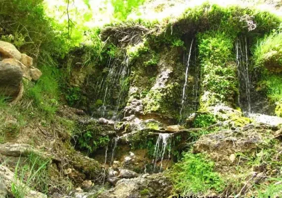 منطقه انگورستانی