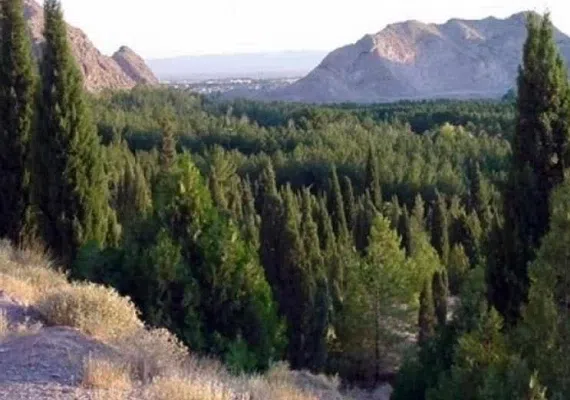 جنگل پردیسان قائم