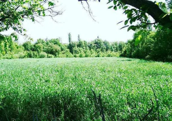 روستای رشوانلو