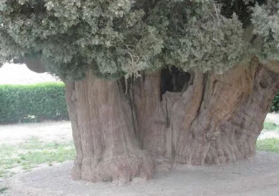 درخت سرو ابرکوه 4500 ساله