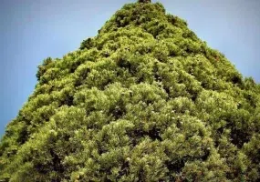 درخت سرو ابرکوه 4500 ساله