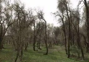 پناهگاه و حیات وحش مهروئیه