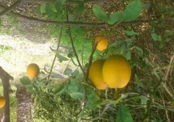 روستای گردشگری دهکهان، روستای کتاب دوست