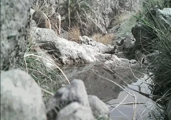 منطقه حفاظت شده مارز