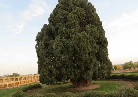 درخت سرو ابرکوه 4500 ساله