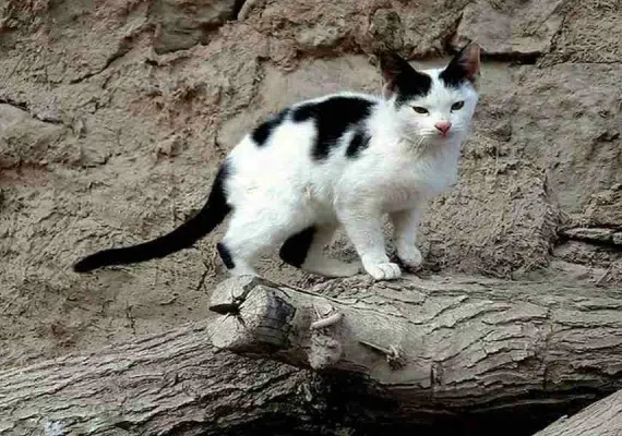 روستای سینی کهنه