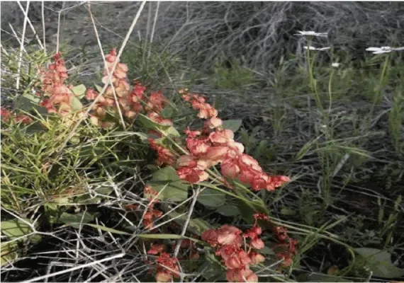 مجموعه سدهای گشکندر شهرستان کهنوج