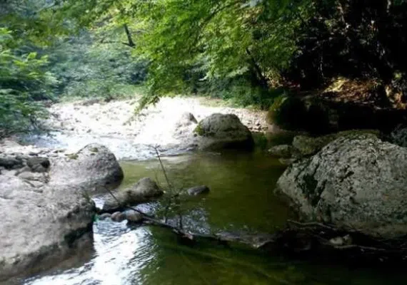 جنگل های نارنج بن