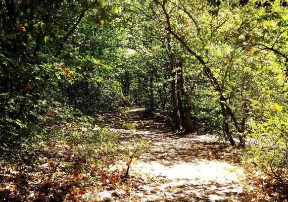 پارک جنگلی دلند