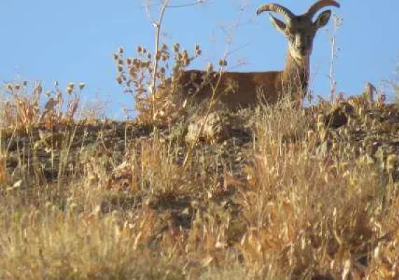 منطقه شكار ممنوع درح