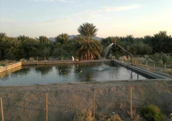 روستای هوراب با نخلستان هایی سرسبز