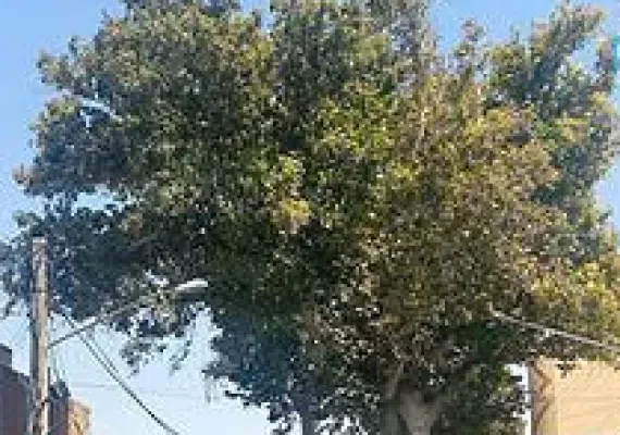 درخت کهنسال چنار روستای رزگ