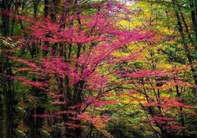 پارک جنگلی النگدره، جنگل چهار فصل گرگان