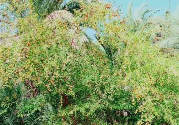 روستای تخت ملک نیک شهر