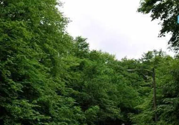 پارک جنگلی النگدره، جنگل چهار فصل گرگان