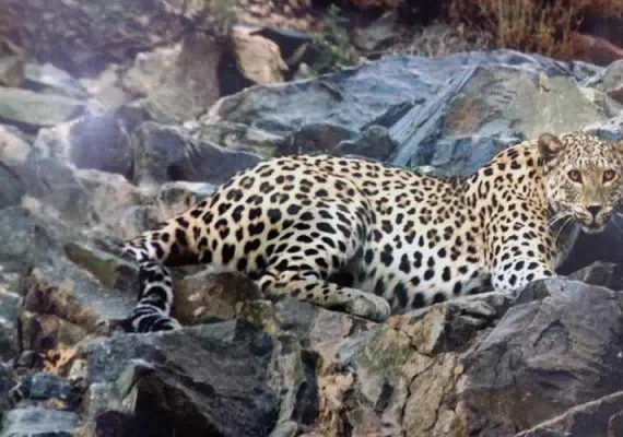 پارک ملی گلستان، بزرگترین پارک ایران، زیستگاه آهو، یوزپلنگ و خرس