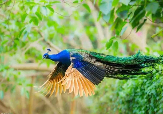 پارک جنگلی ناژوان اصفهان