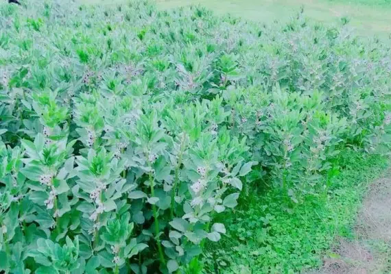 روستای تخت ملک نیک شهر