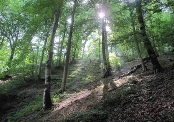 پارک جنگلی ناهار خوران، معروف ترین و زیباترین پارک گرگان