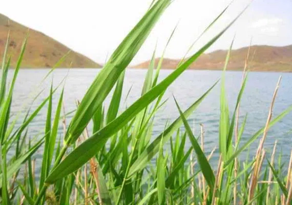 سد کینه ورس ابهر