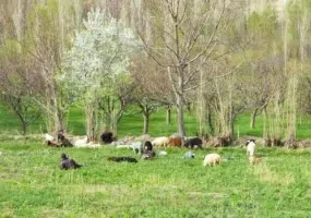 روستای هرانده فیروزکوه، چشم اندازی زیبا از طبیعت