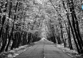 روستای صفرابسته، تونلی از جنس توسکاهایی که یکدیگر را به آغوش کشیده اند