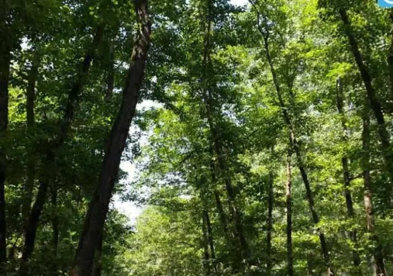 روستای صفرابسته، تونلی از جنس توسکاهایی که یکدیگر را به آغوش کشیده اند