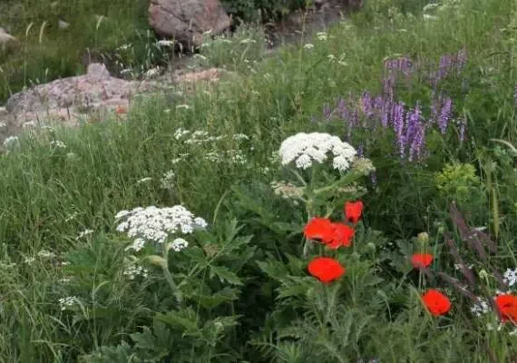 تفرجگاه توران درسی، مهد شقایق های کوهی