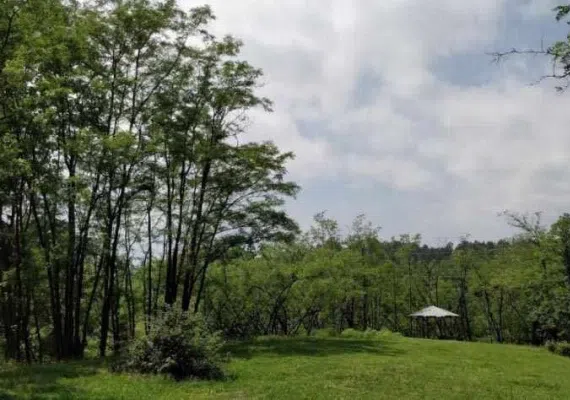 بندر کیاشهر