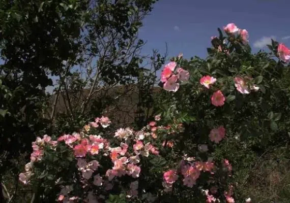 تفرجگاه توران درسی، مهد شقایق های کوهی