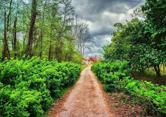 روستای صفرابسته، تونلی از جنس توسکاهایی که یکدیگر را به آغوش کشیده اند