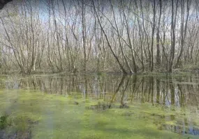 پارک جنگلی کیاشهر